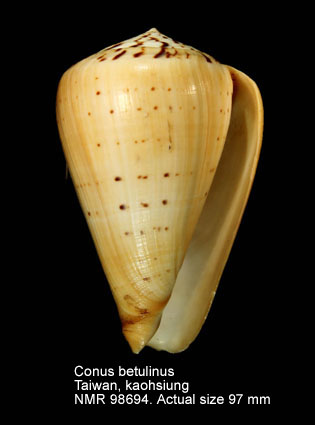 Conus betulinus (8).jpg - Conus betulinus Linnaeus,1758